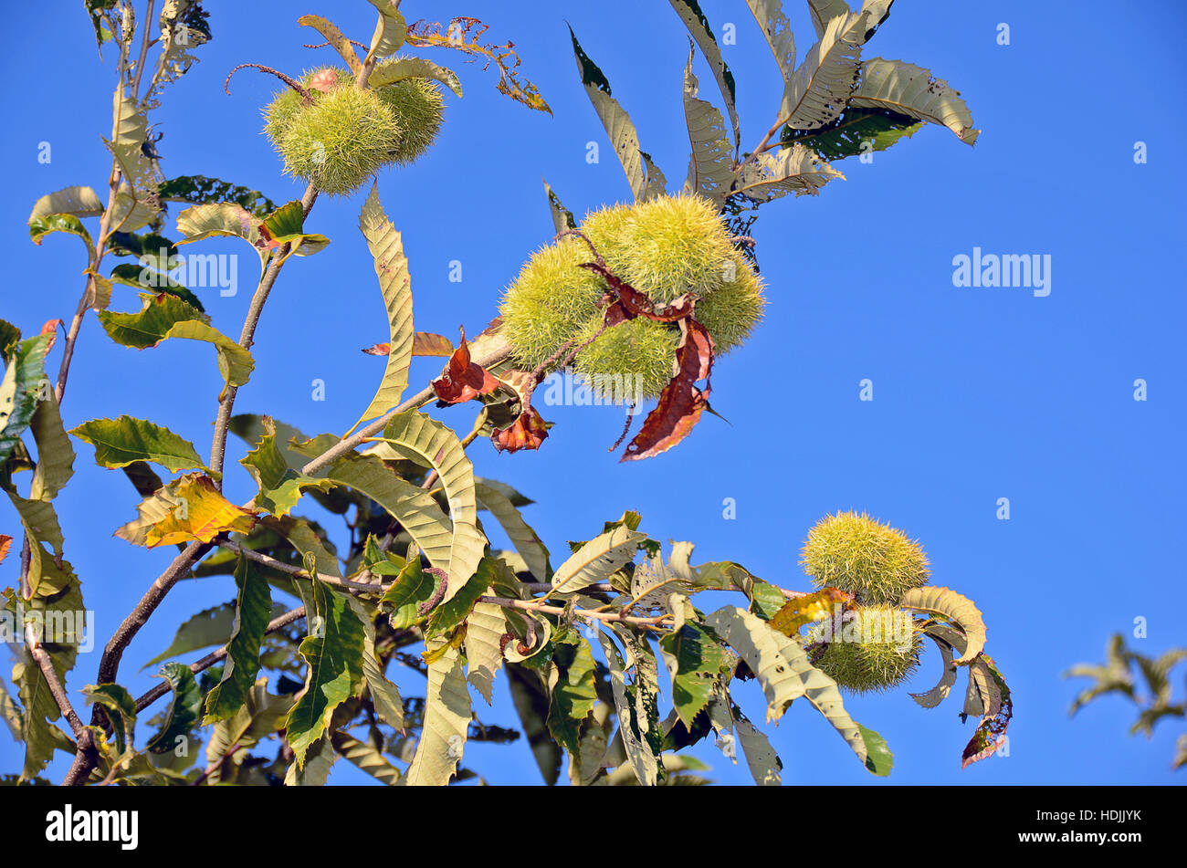 green chestnuts pods on tree with bright blue sky background Stock Photo