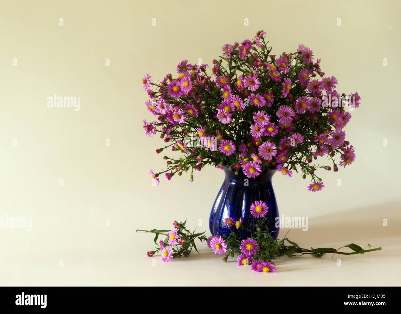 A still life with a bouquet of Michaelmas Daisy in a blue vase with a light background Stock Photo