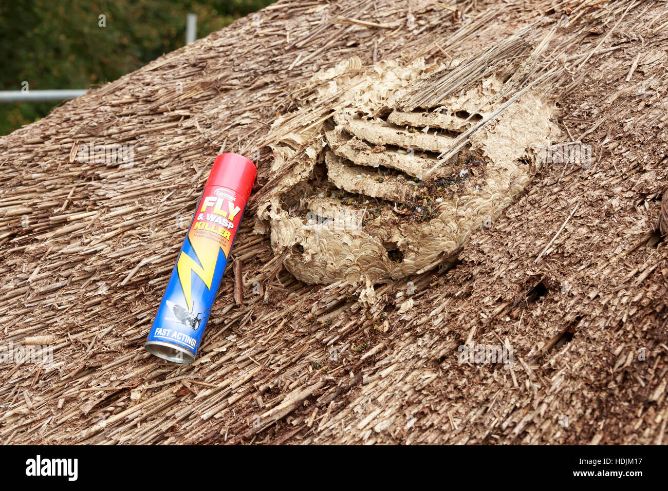 detail of wasps nest structure in thatched roof pest control with dead wasps and grubs Stock Photo