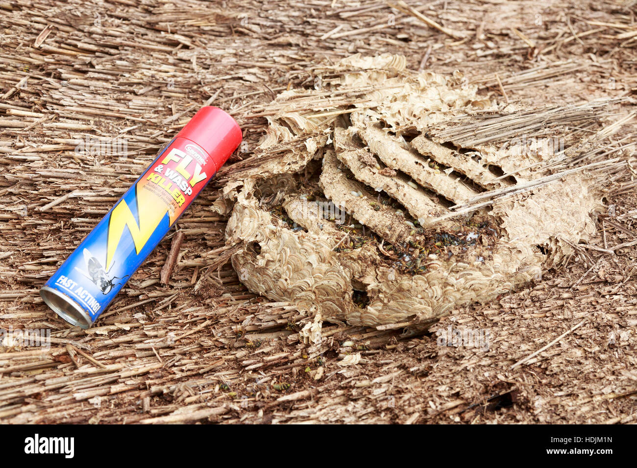 detail of wasps nest structure in thatched roof pest control with dead wasps and grubs Stock Photo