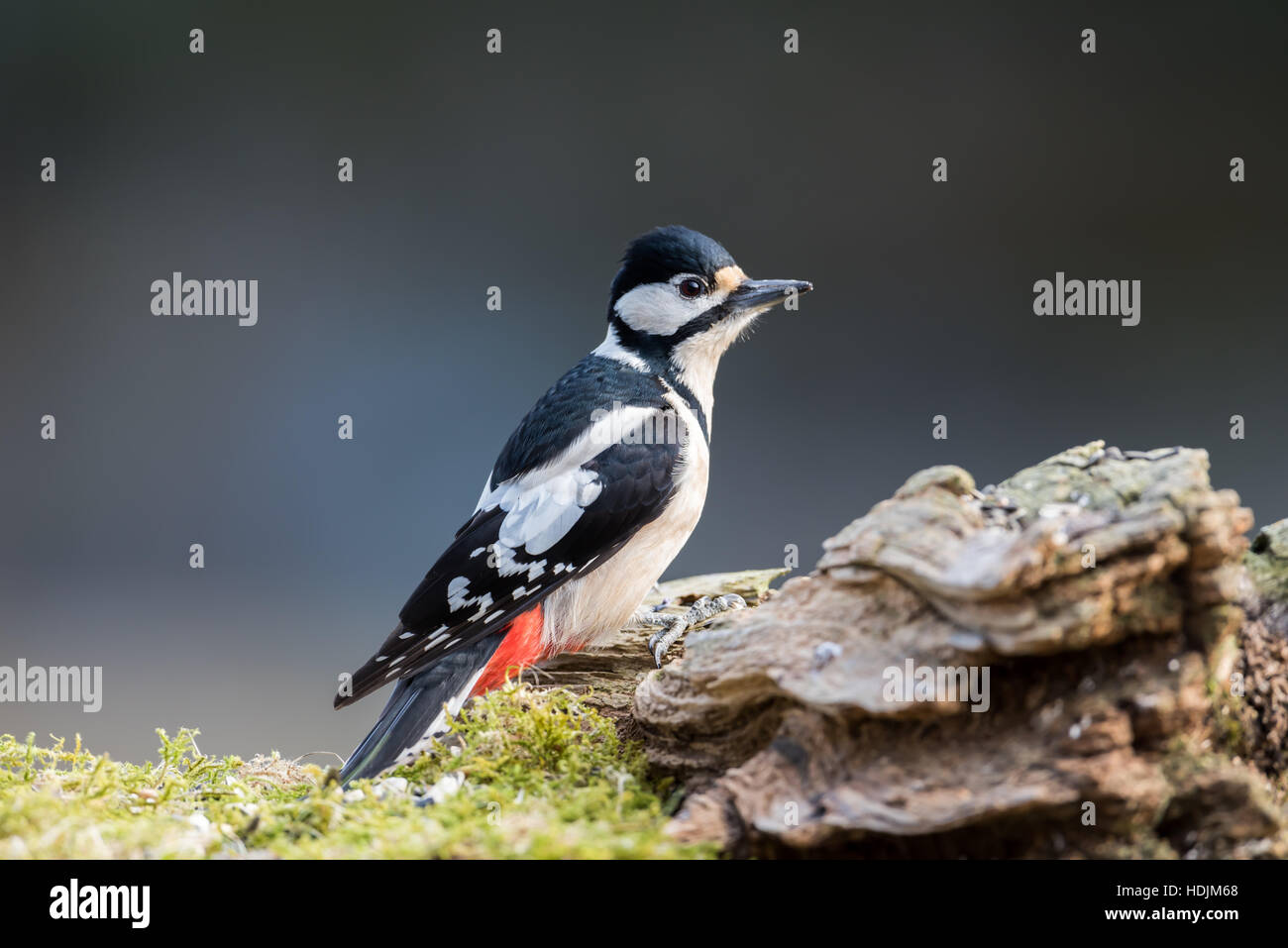 A female great spotted woodpecker hi-res stock photography and images