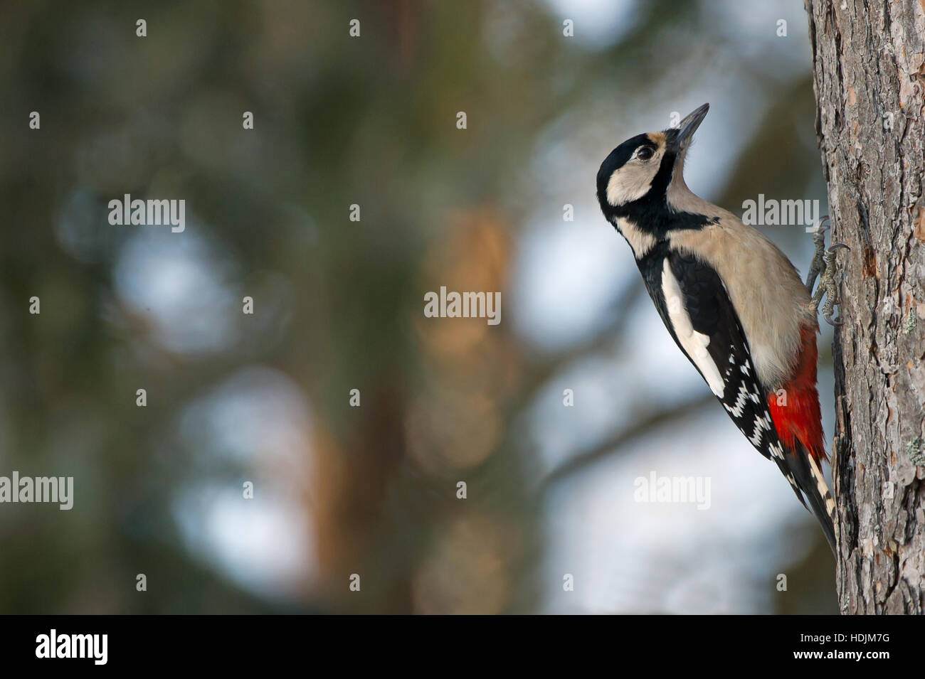 The female Great Spotted Woodpecker or Greater Spotted Woodpecker (Dendrocopos major) sitting on the pine bark in the forest. Stock Photo