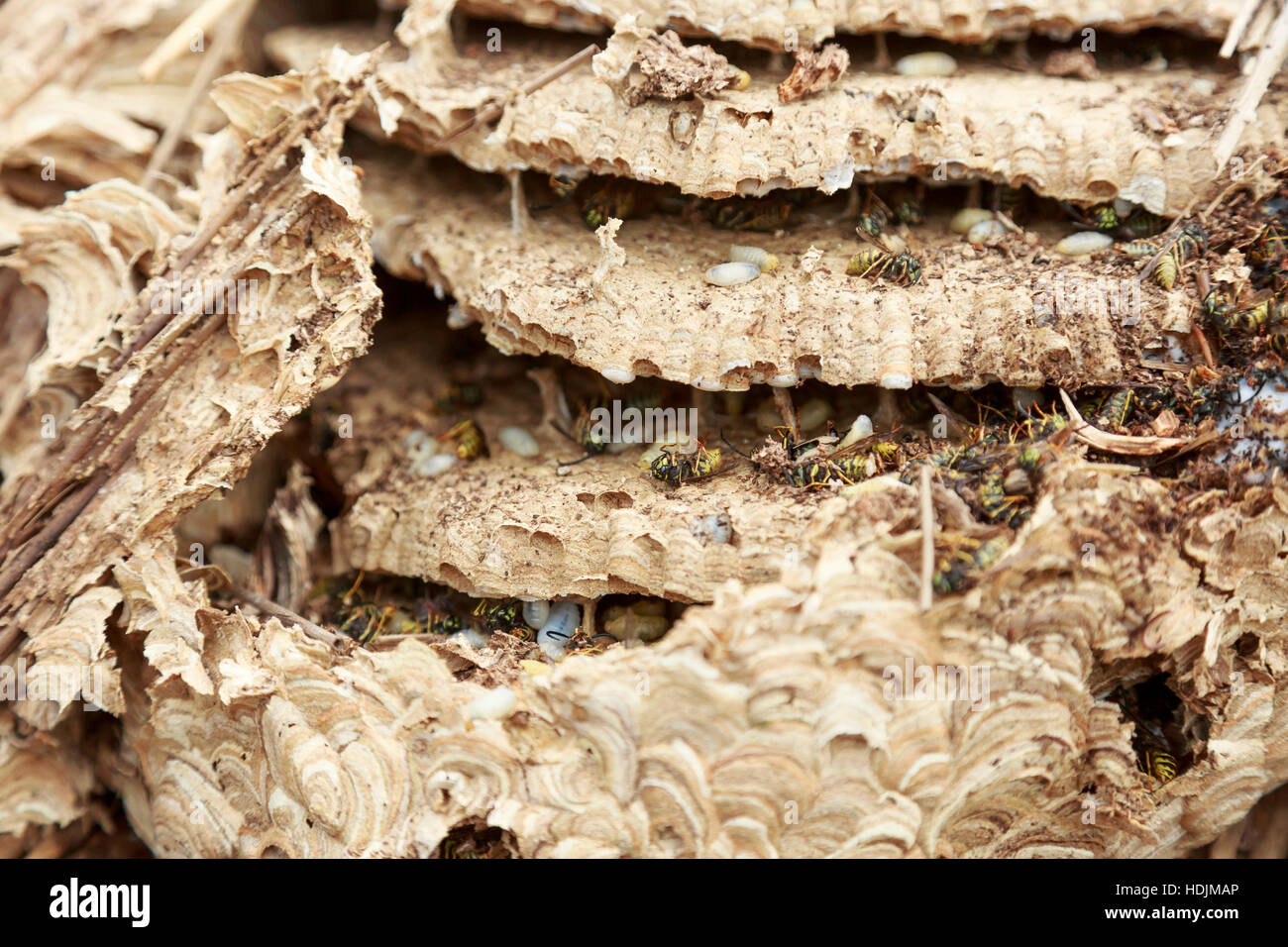 detail of wasps nest structure in thatched roof with dead wasps and grubs Stock Photo