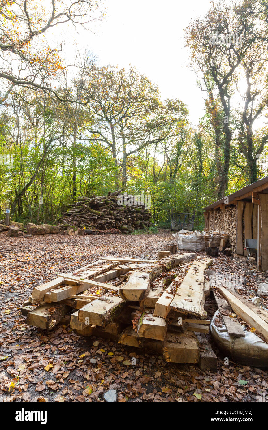 Wood cut ready for use at Pengelli Forest, Pembrokeshire Stock Photo