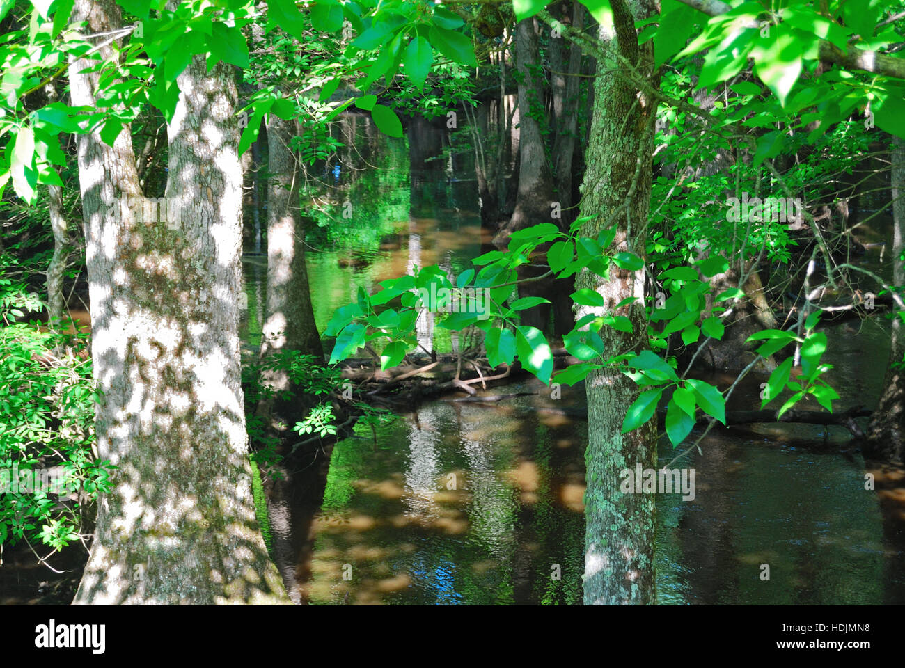 landscape, Blackwater Swamp, Blackwater River, Surry County, Virginia