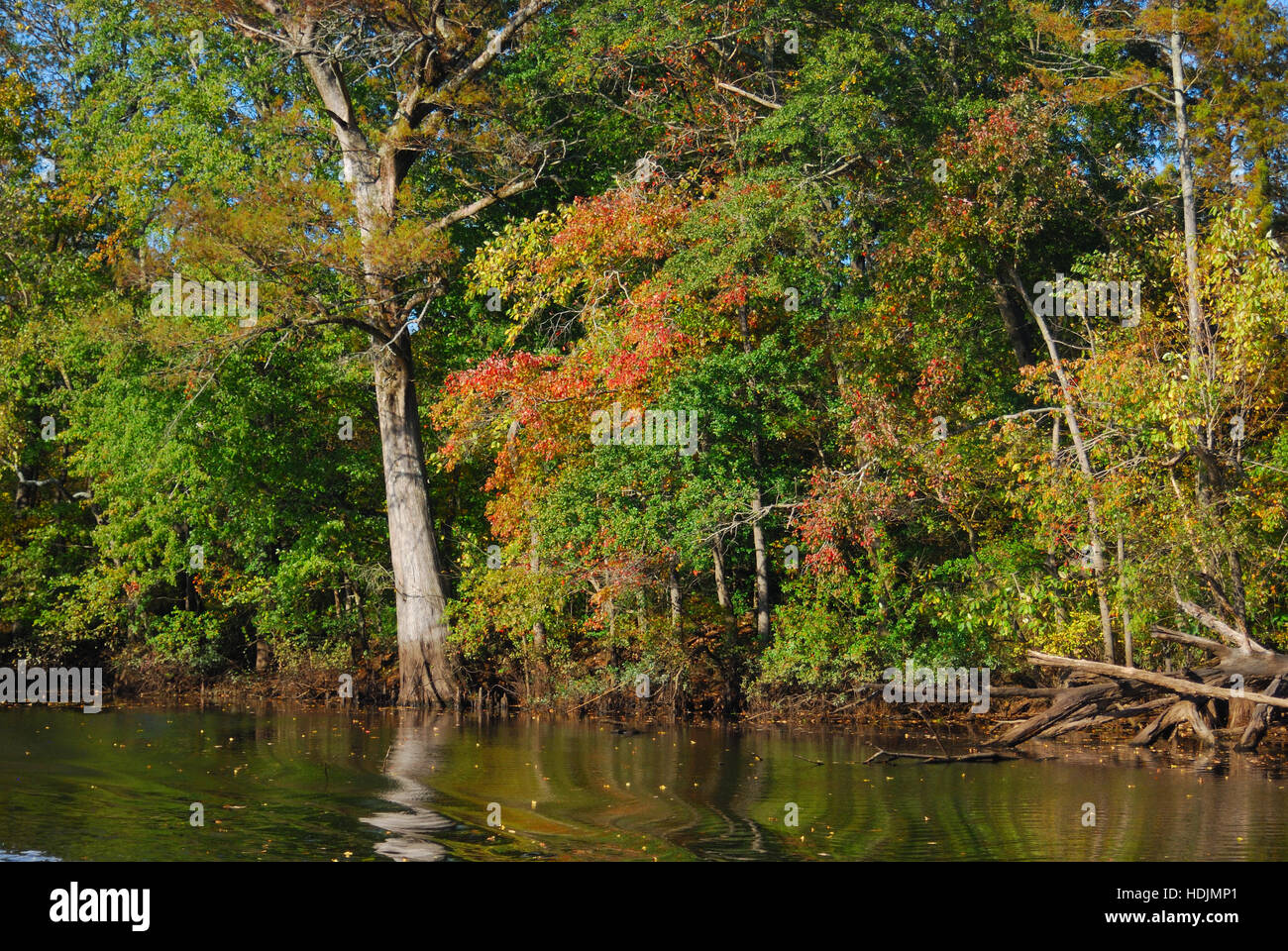 landscape, Blackwater River, Franklin, Virginia USA Stock Photo Alamy