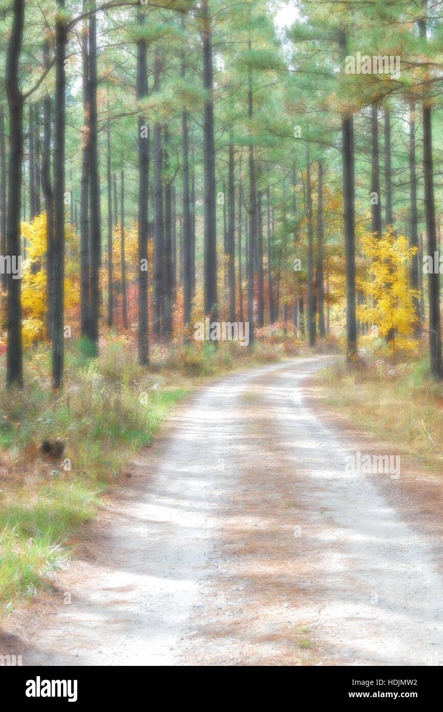 Vertical landscape, fall colors, James River State Park, Appomattox