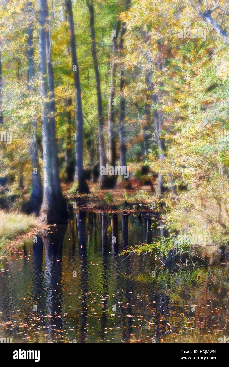 Chickahominy River, Route 106, Charles City County, Virginia USA Orton