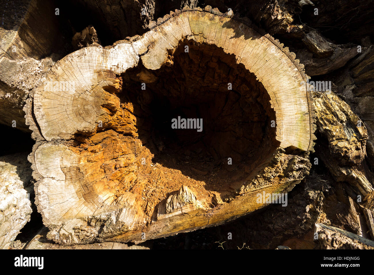 A decaying tree trunk in a stack of trees Stock Photo