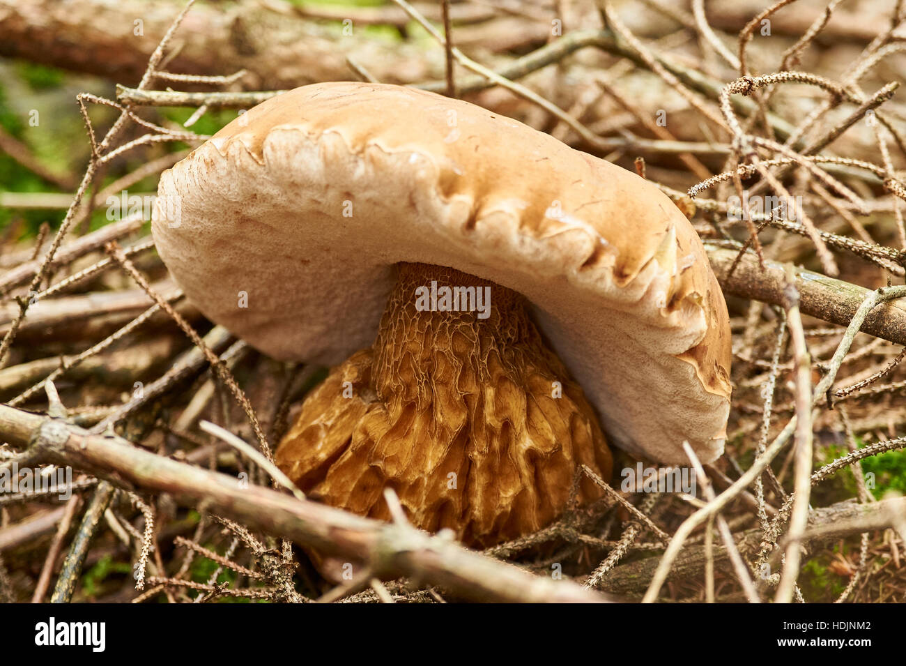 Bitter Bolete fungus with remarkable conspicuously structures Stock Photo