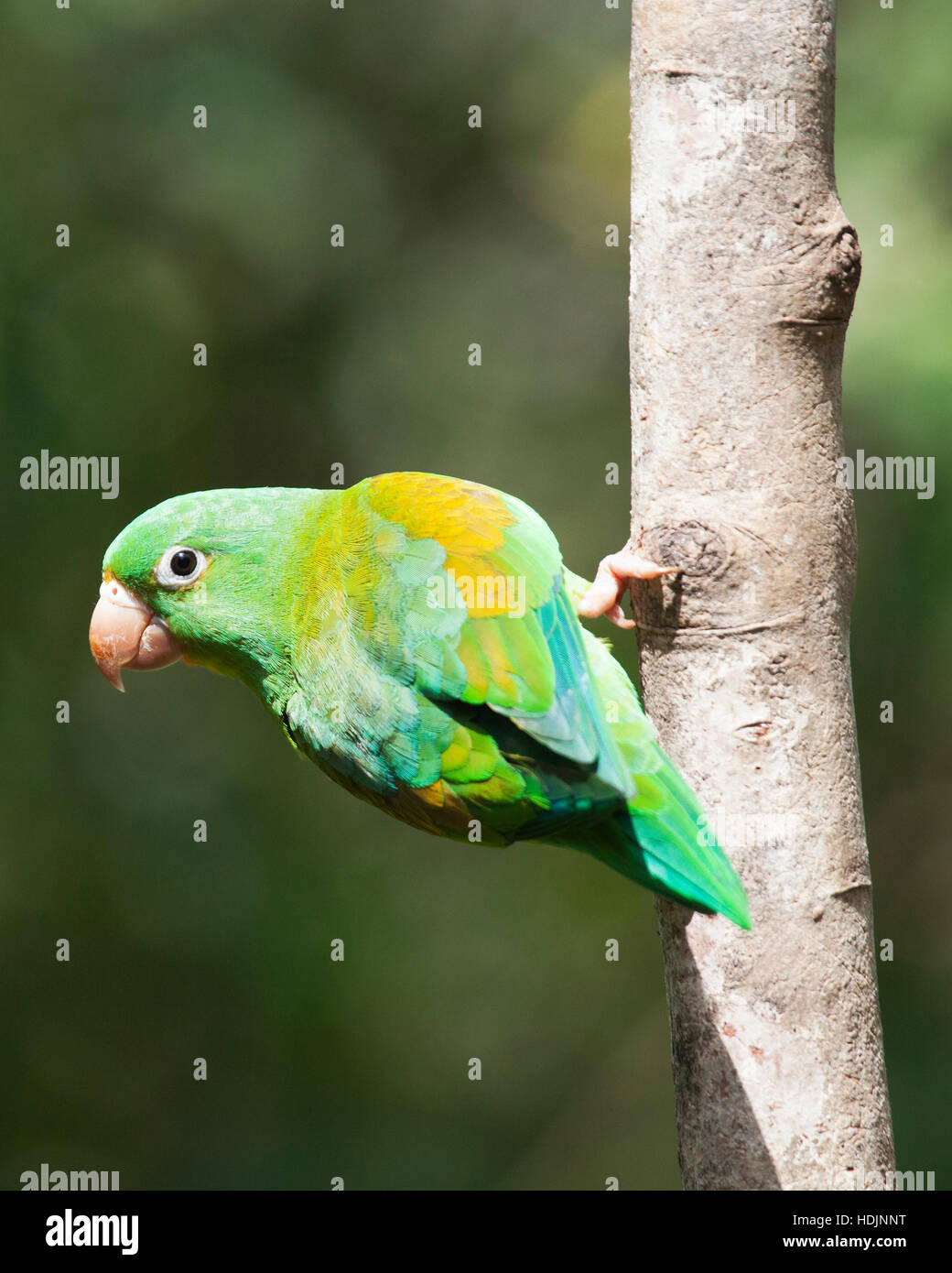 Orange-chinned Parakeet (Brotogeris jugularis) perched on tree trunk Stock Photo