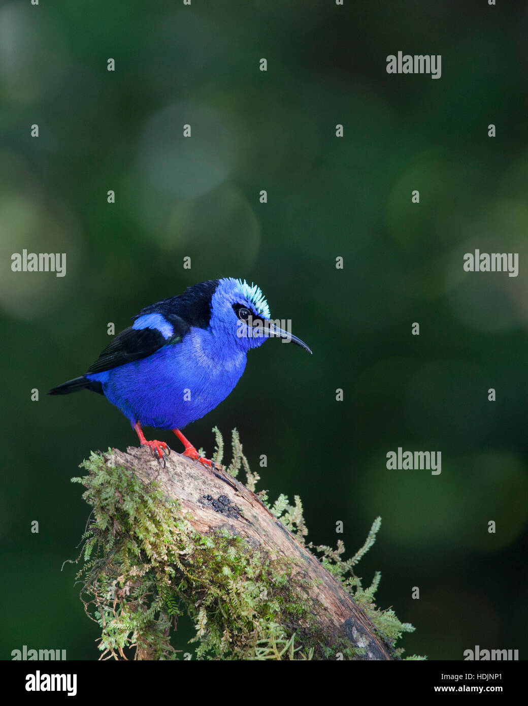 Male Red-legged Honeycreeper (Cyanerpes cyaneus) in northern Costa Rica rainforest canopy Stock Photo