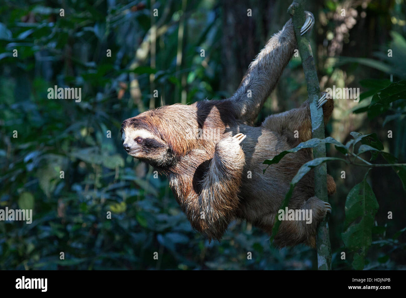 Brown-throated Three-toed Sloth (Bradypus variegatus) climbing down tree in Costa Rican sloth sanctuary Stock Photo