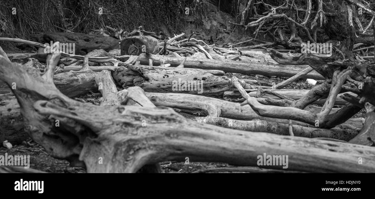 B&W Driftwood Tennessee River Stock Photo