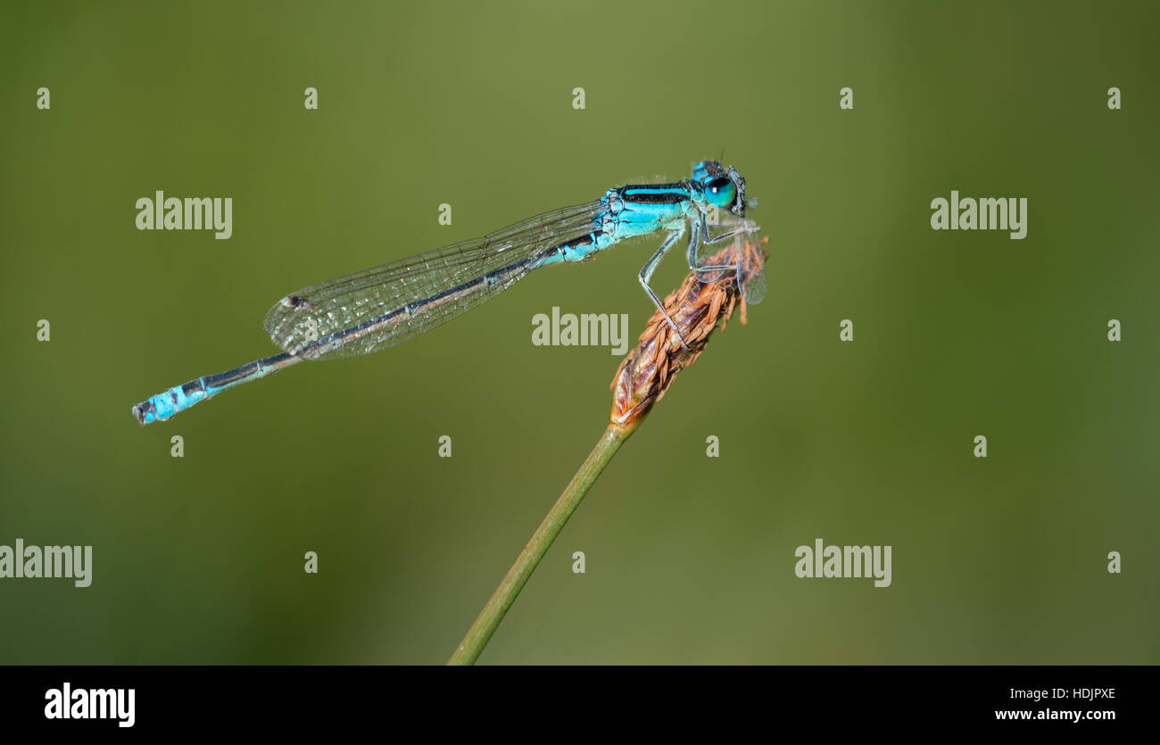 A Scarce Blue-tailed Damselfly at Latchmore Brook in the New Forest. Stock Photo