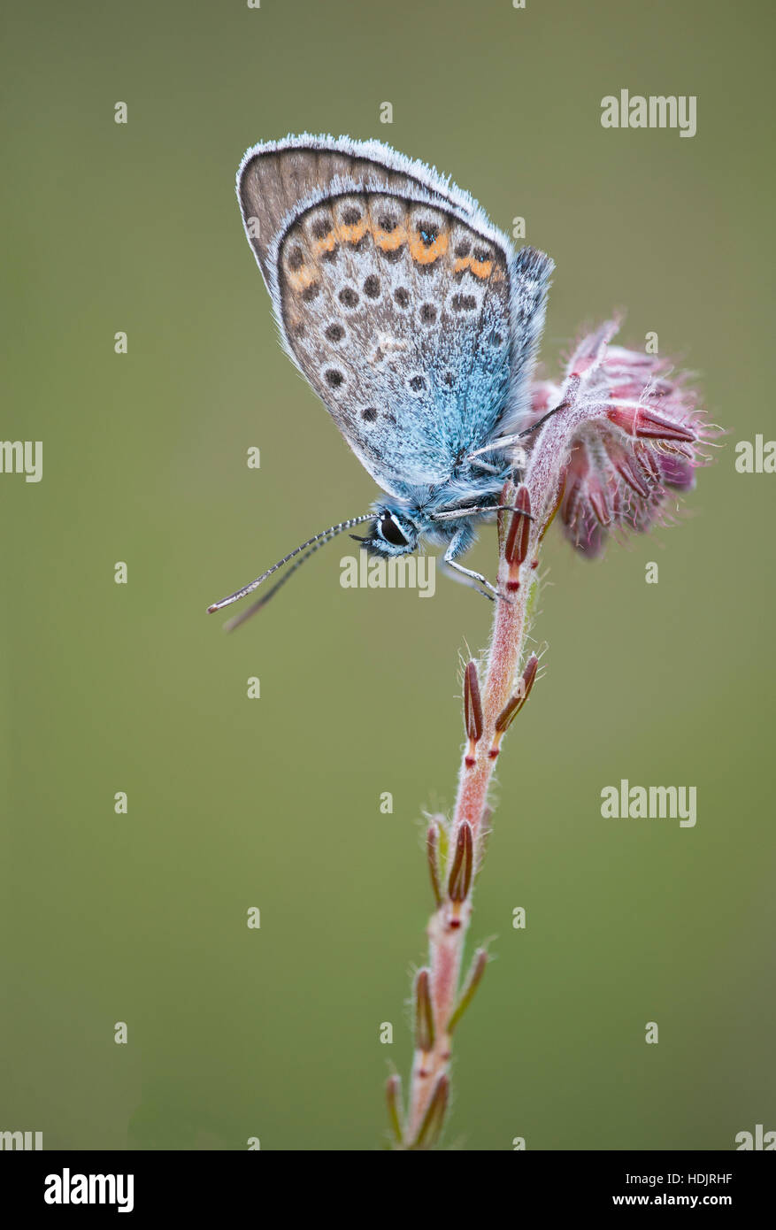 Silver-studded Blue butterfly Stock Photo