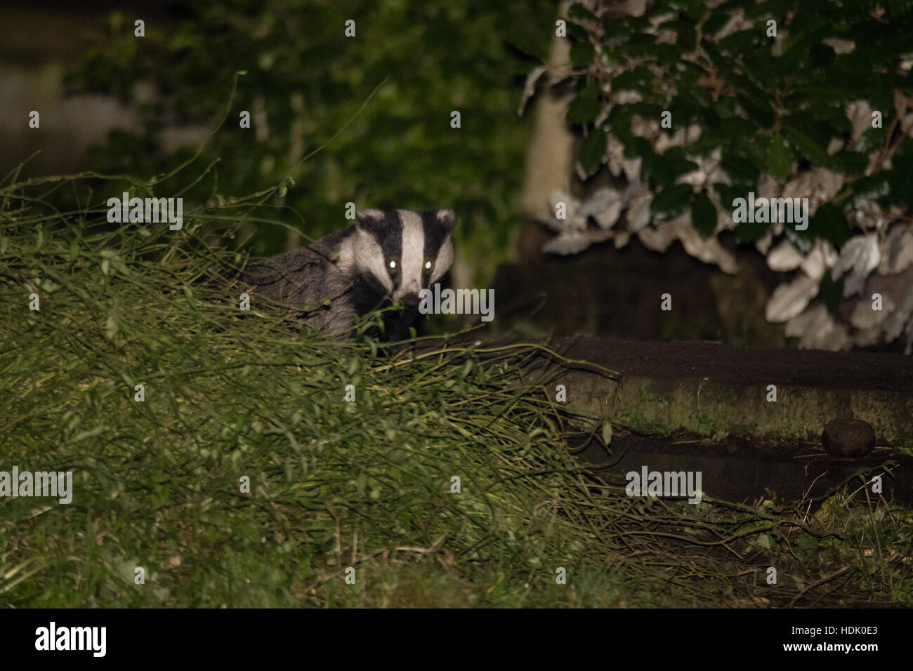 European badger (Meles meles) by sett in city. Carnivore in family Mustelidae emerging from sett in graveyard in central Bath Stock Photo