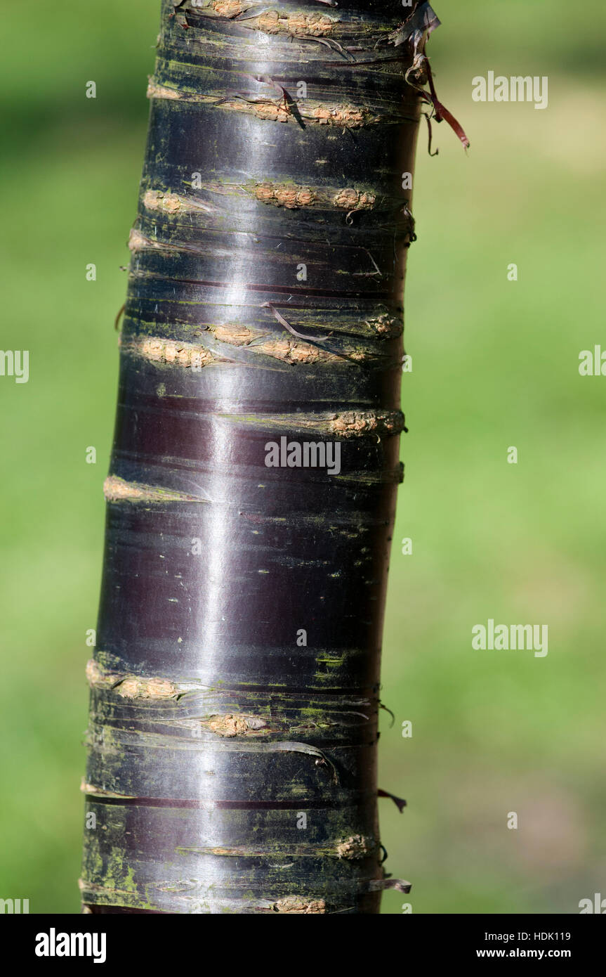 PRUNUS HIMALAICA BARK DETAIL Stock Photo