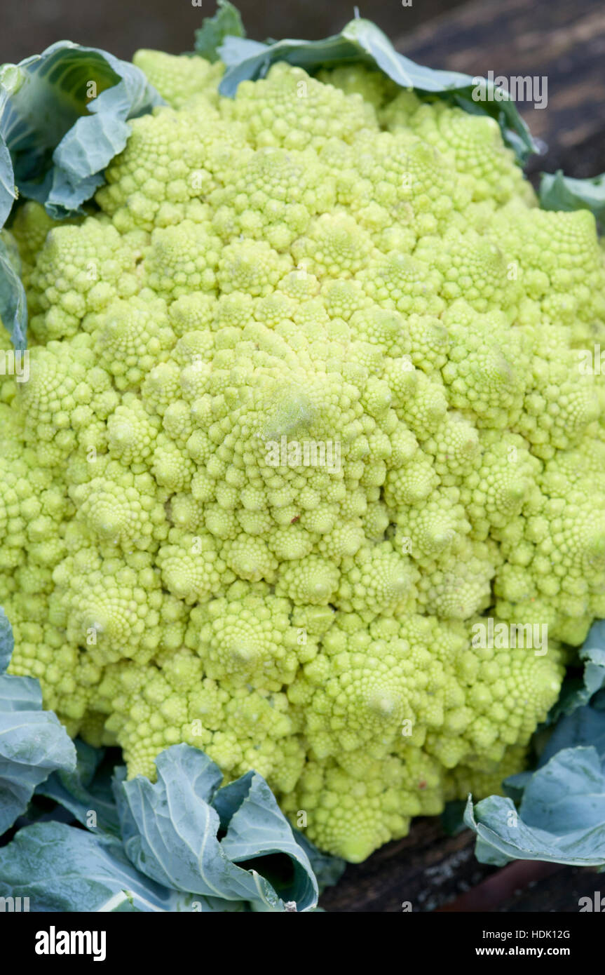 Romanesco broccoli heads Stock Photo
