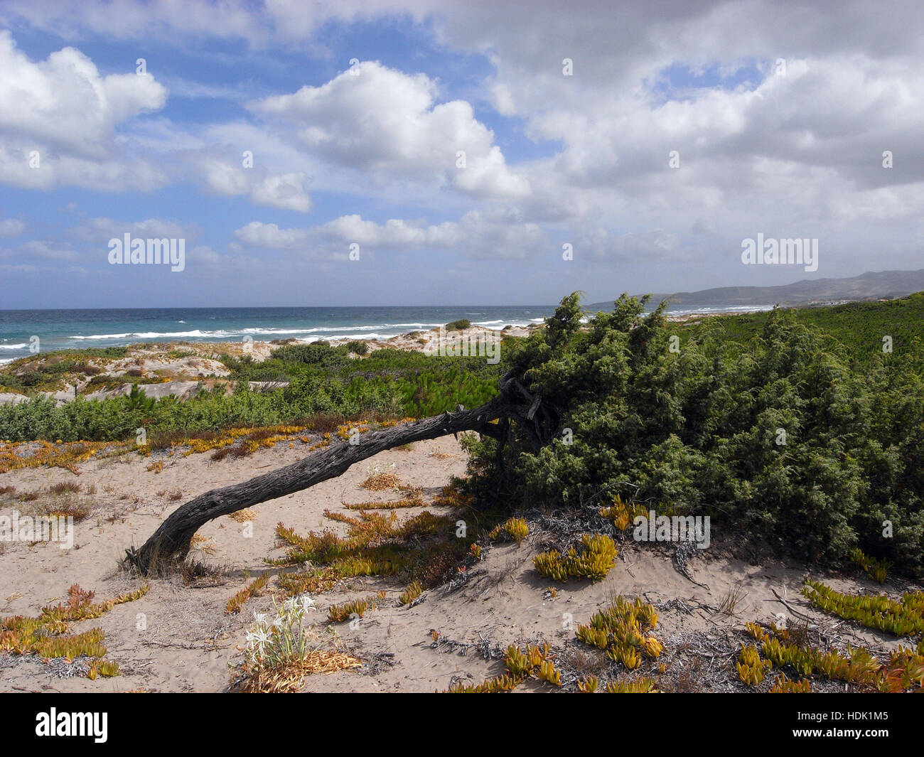 Sardinia, Platamona beach effects of wind Stock Photo Alamy