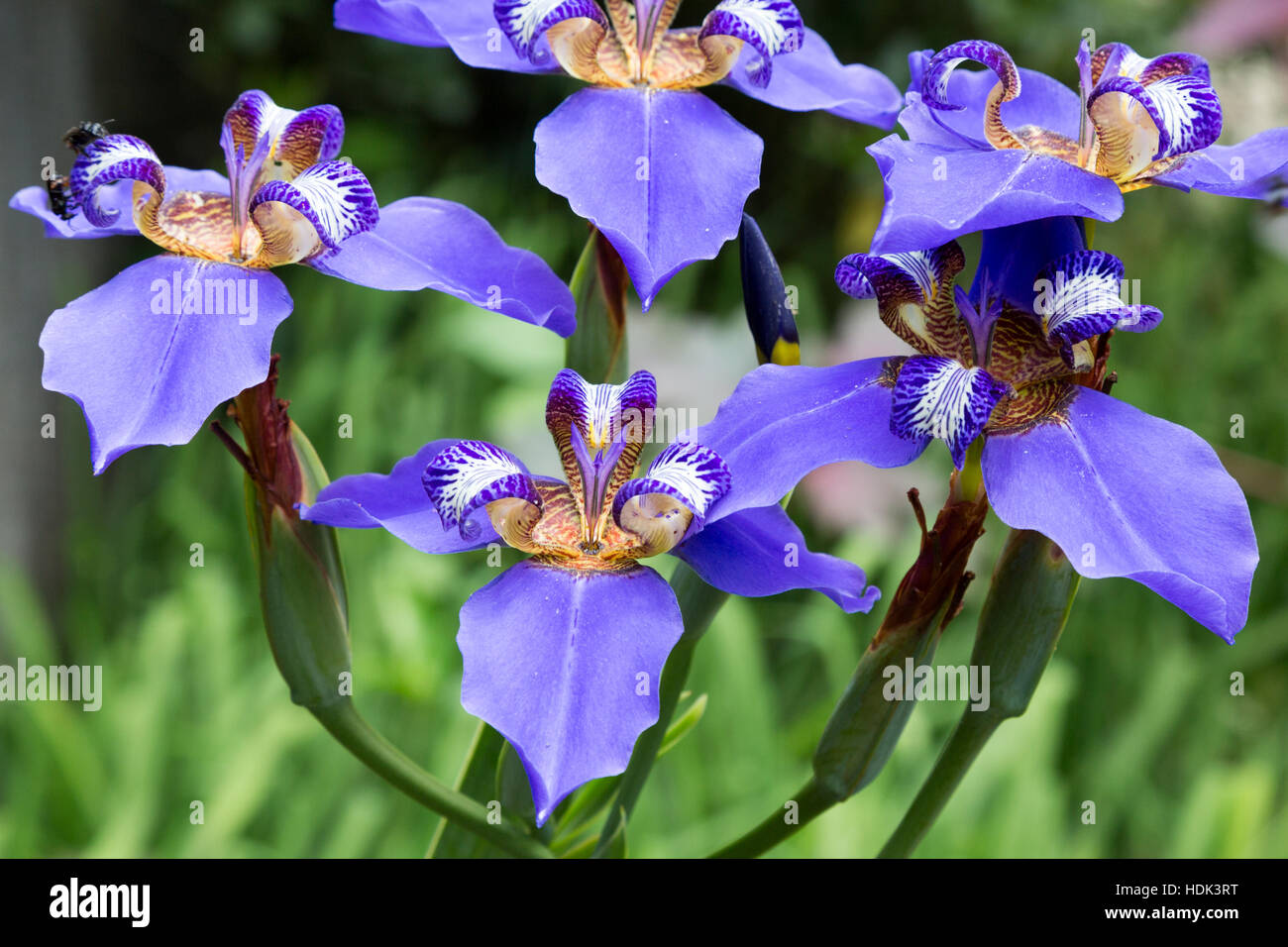 NEOMARICA CAERULEA ‘REGINA’ Blue Giant Apostle’s Walking Iris 2 Plants 8++” Tall