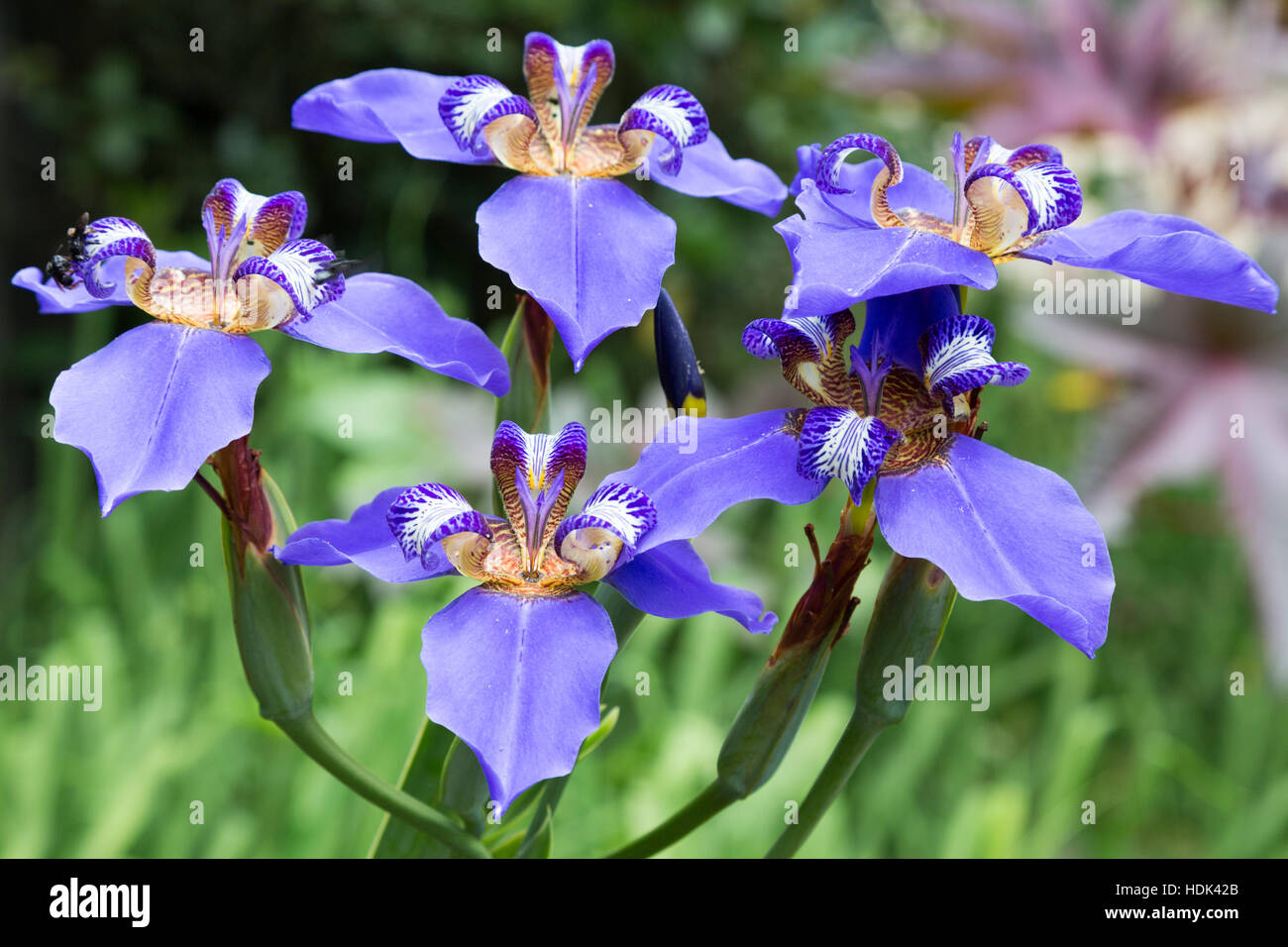 Walking iris (Neomarica caerulea) a.k.a. apostle's iris or apostle plant (Falso iris or iris falsa) in garden, Campos do Jordao, Sao Paulo, Brazil Stock Photo