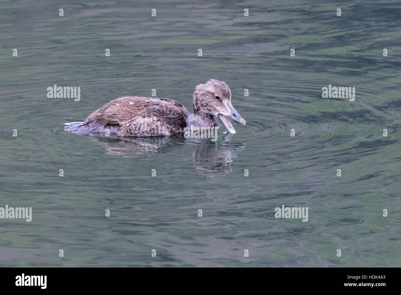 common eider (Somateria mollissima) juvenile duckling swimming on water on coast in Iceland Stock Photo