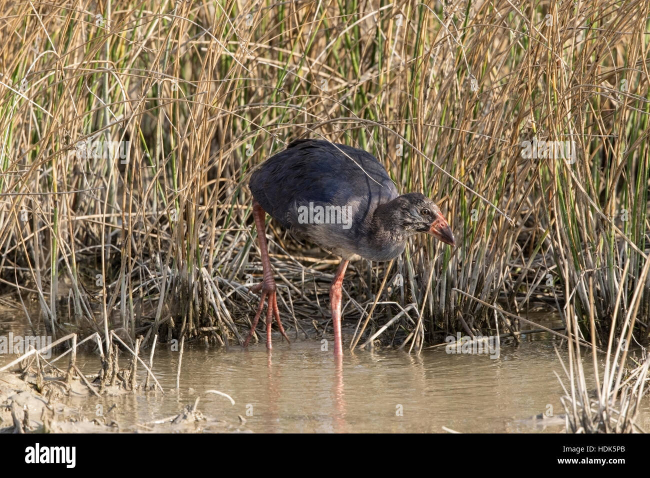 Purple Gallinule Spain Hi res Stock Photography And Images Alamy purple-gallinule-spain-hi-res-stock-photography-and-images-alamy