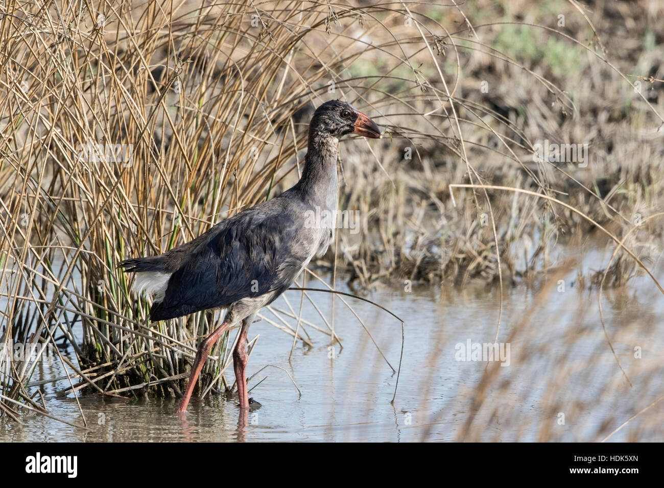 Purple Gallinule Or Purple Swamphen Porphyrio Porphyrio Feeding In purple-gallinule-or-purple-swamphen-porphyrio-porphyrio-feeding-in