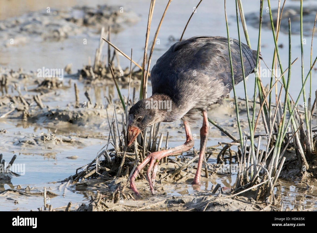 Purple Gallinule Or Purple Swamphen Porphyrio Porphyrio Feeding In purple-gallinule-or-purple-swamphen-porphyrio-porphyrio-feeding-in