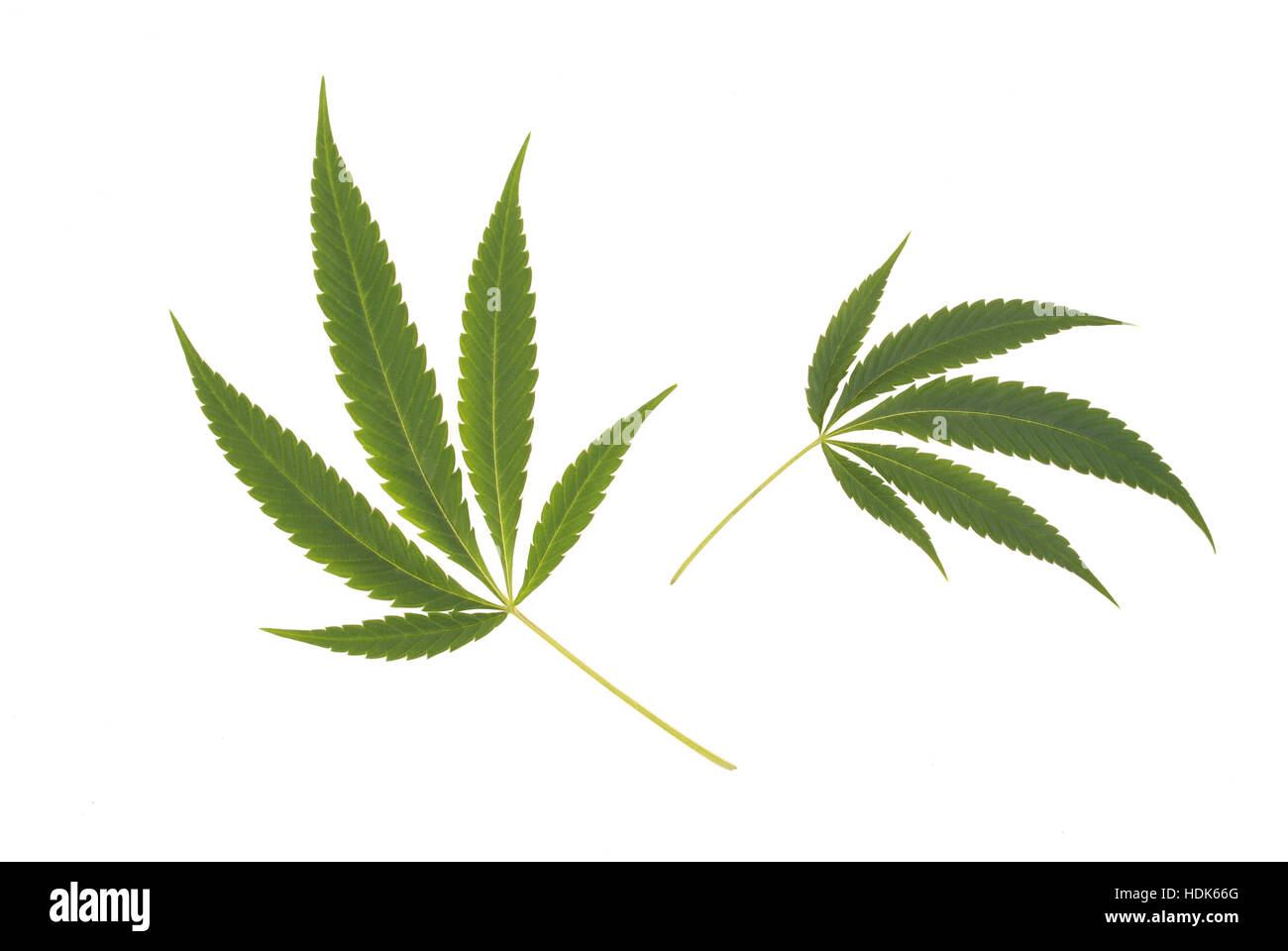 two Cannabis sativa weed leafs on white background Stock Photo