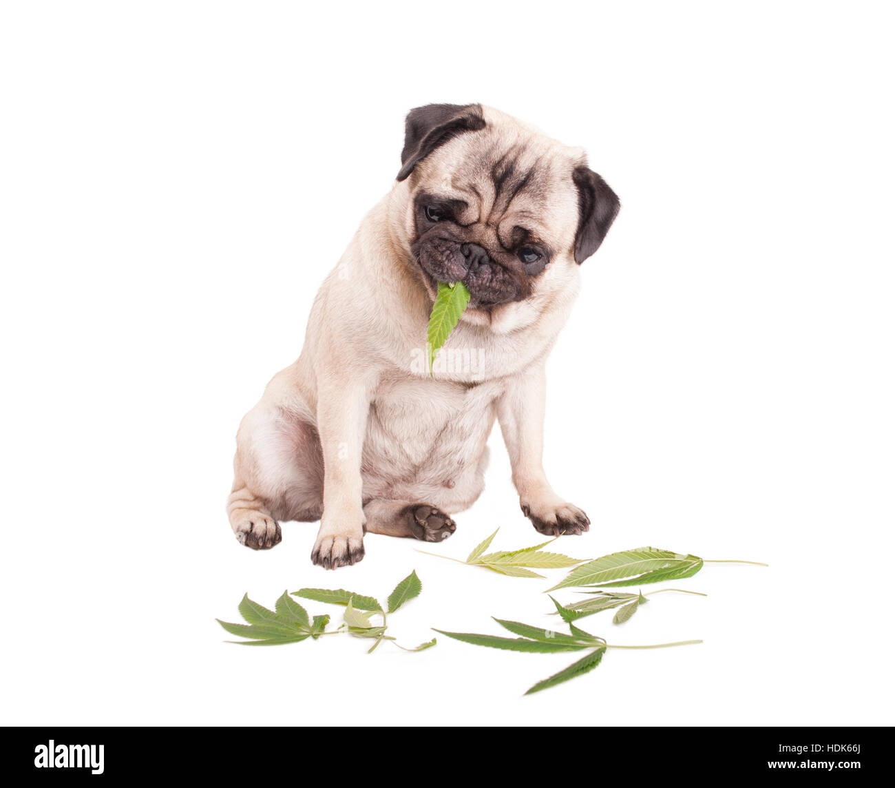 Cannabis and dog hires stock photography and images Alamy
