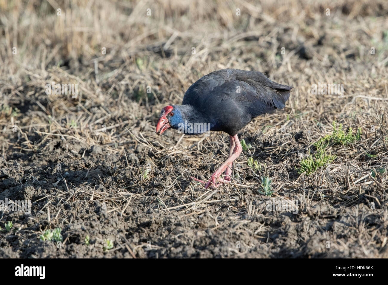 Albufera Lagoon And Food Hi res Stock Photography And Images Alamy albufera-lagoon-and-food-hi-res-stock-photography-and-images-alamy