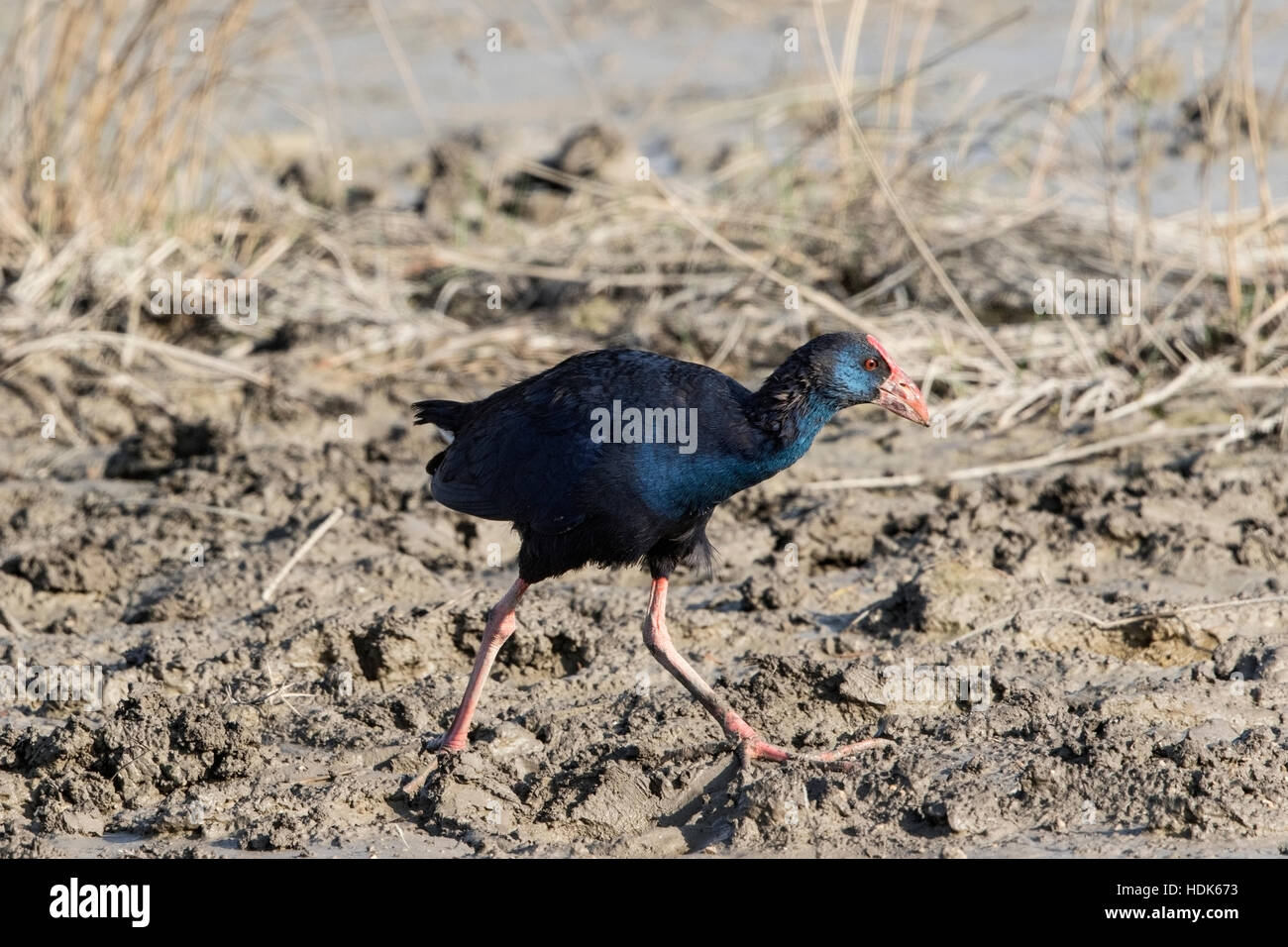 Purple Gallinule Spain High Resolution Stock Photography And Images Alamy purple-gallinule-spain-high-resolution-stock-photography-and-images-alamy
