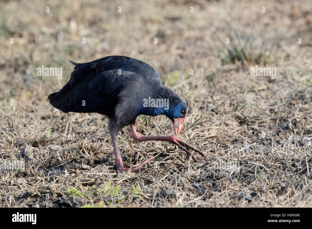 Stands Swamphens Walks Hi res Stock Photography And Images Alamy stands-swamphens-walks-hi-res-stock-photography-and-images-alamy