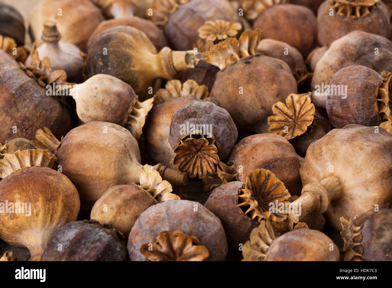 Closeup of a heap of dried papaver somniferum poppy capsules Stock Photo