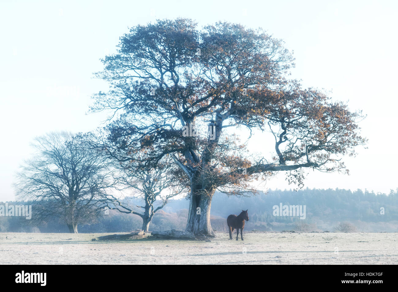 a New Forest pony under a tree in Hampshire, England, UK Stock Photo