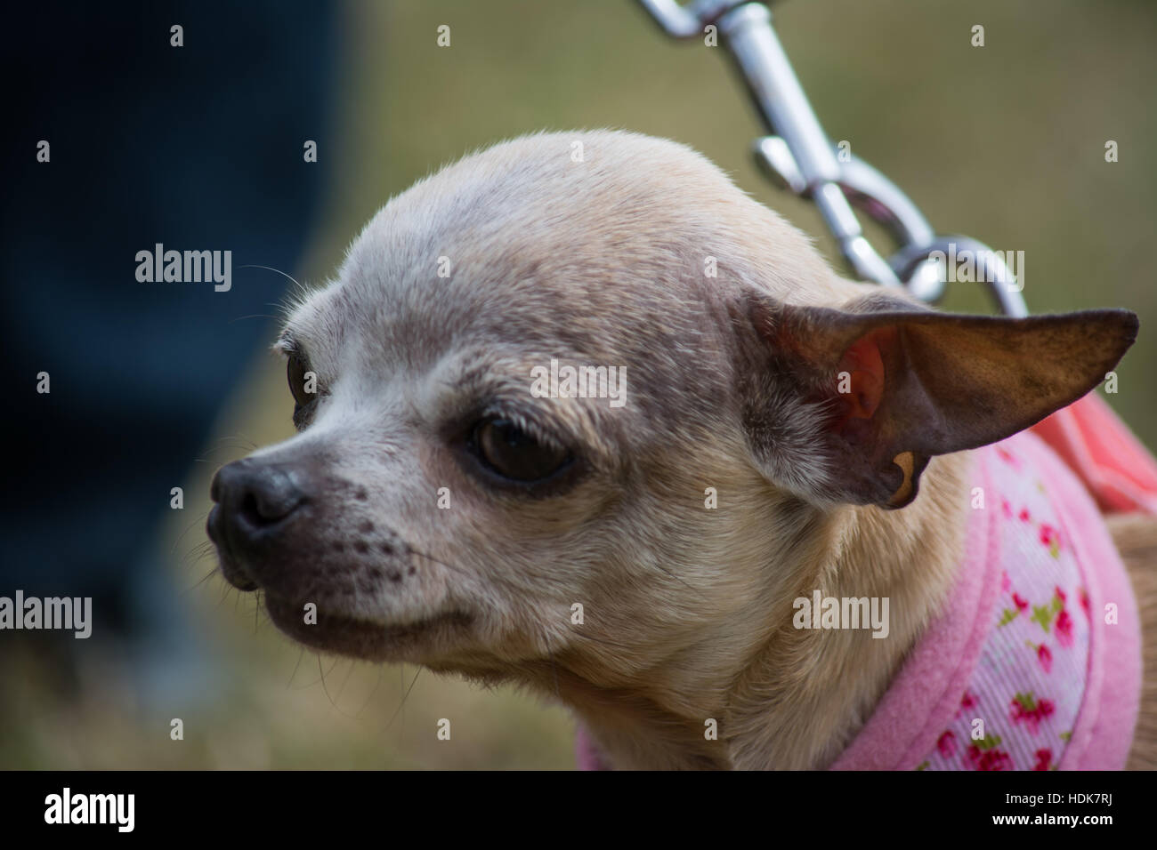Chihuahua in bag hi-res stock photography and images - Alamy