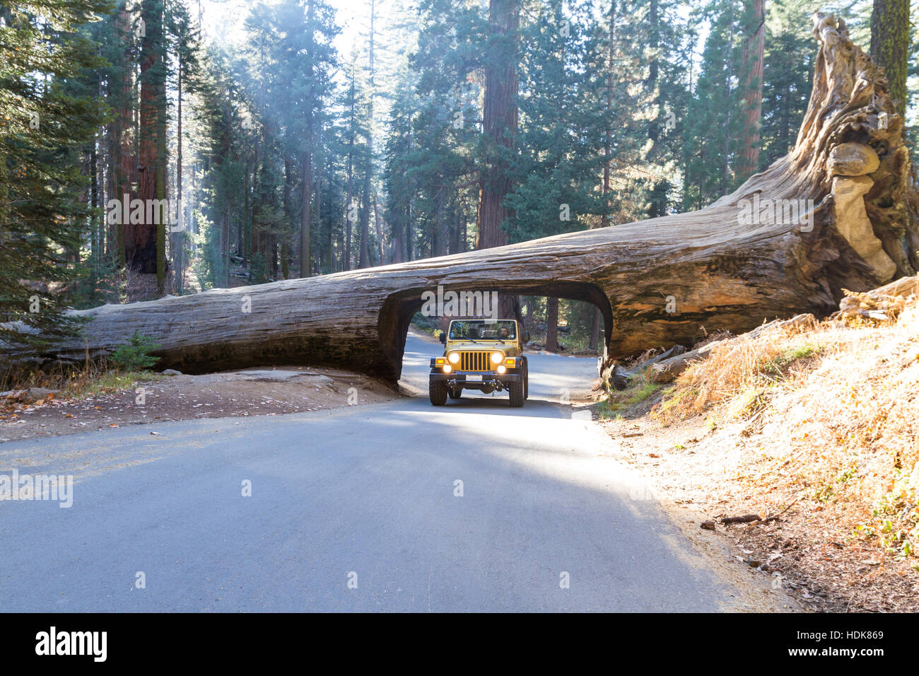 Sequoia NP, California - November 14: Gold jeep going thru a tunnel cut out of a single Sequoia tree trunk. November 14 2016, Sequoia NP, California. Stock Photo