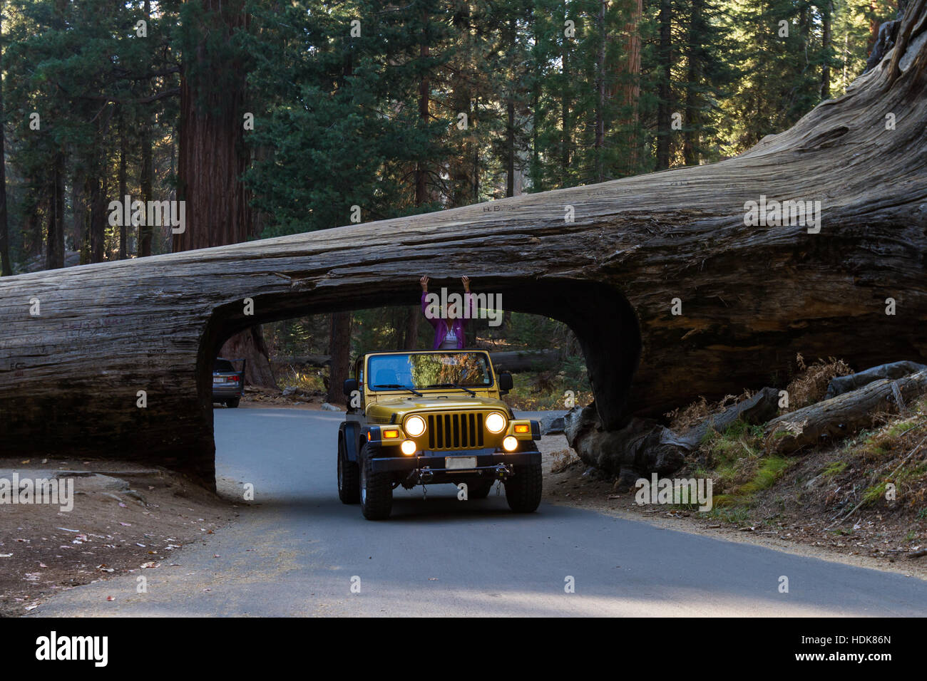 Sequoia NP, California - November 14: Gold jeep going thru a tunnel cut out of a single Sequoia tree trunk. November 14 2016, Sequoia NP, California. Stock Photo
