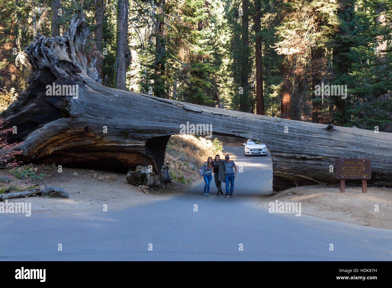 Sequoia NP, California - November 14: People posing for a picture under tunnel log. November 14 2016, Sequoia NP, California. Stock Photo