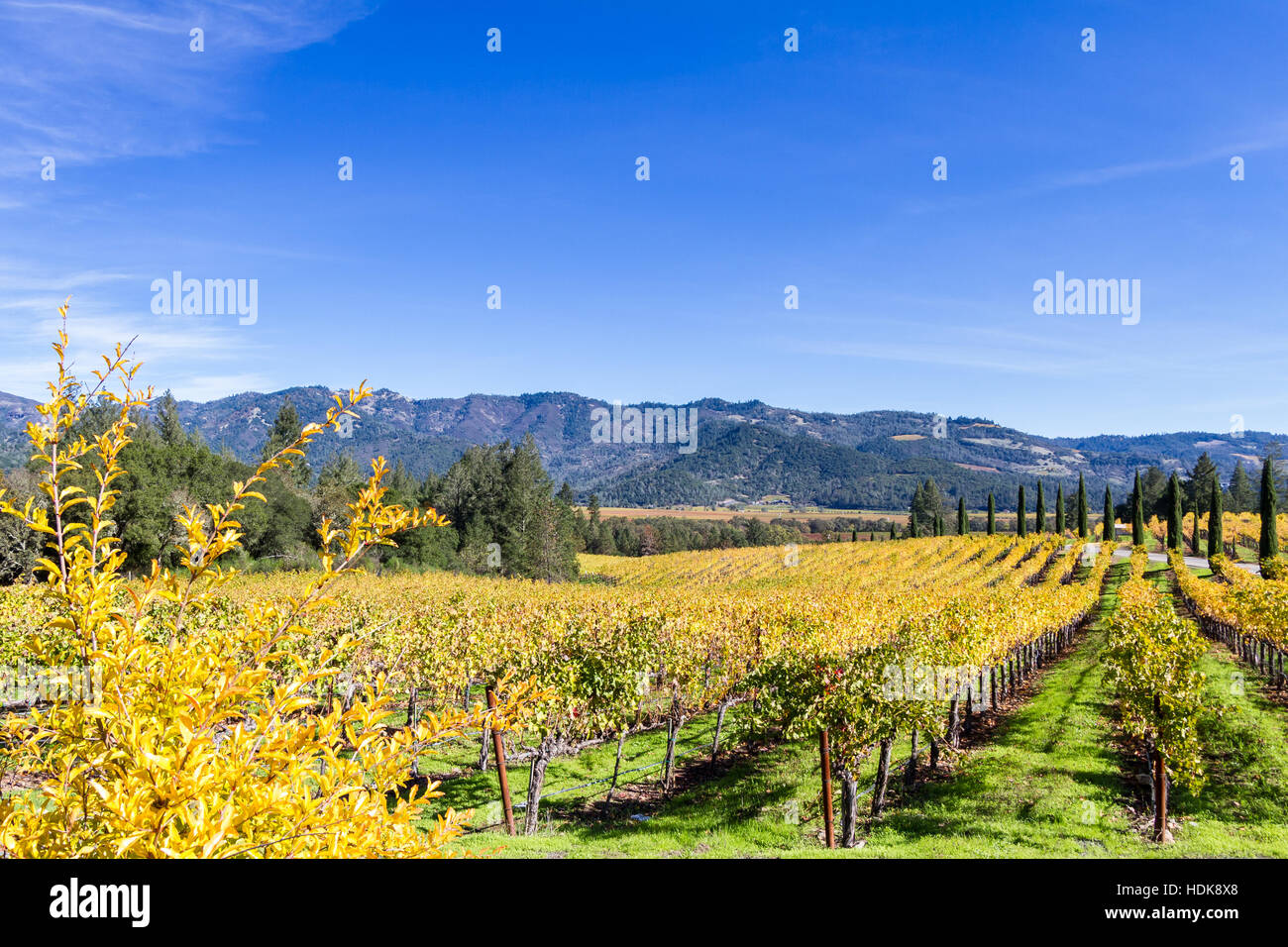 beautiful autumn scene with grape leaves changing colors on the vines in November Stock Photo