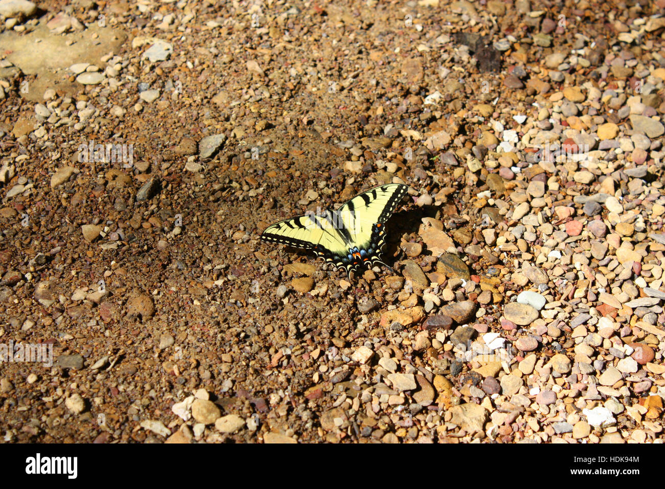 Close up of a Tiger Swallowtail Butterfly, Papilio glaucus, resting on a dry creek bed in Carter Caves State Park, Carter County, Kentucky, USA Stock Photo