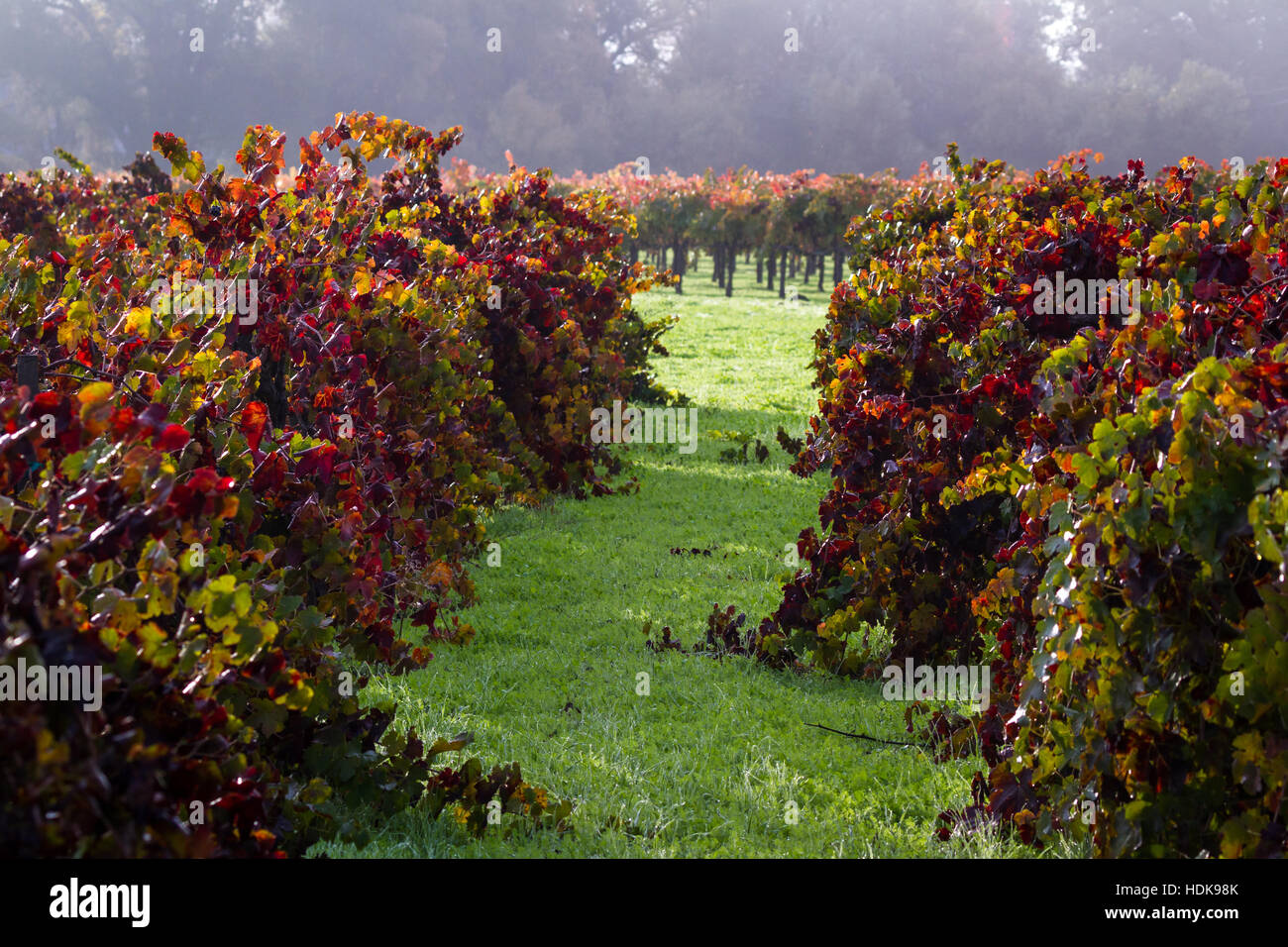 morning fog and due at sunrise in a colorful vineyard in Calistoga