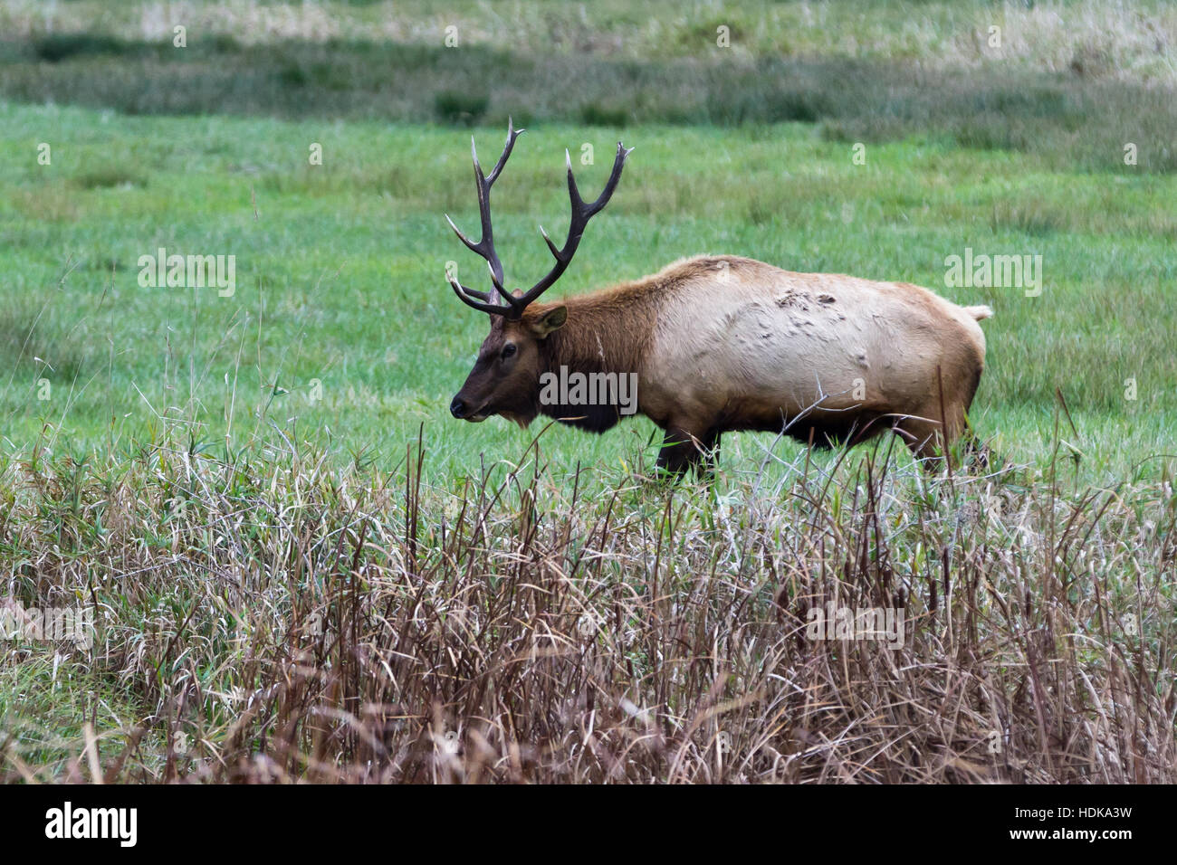 beautiful male elk with a large rack on a green valley in southern