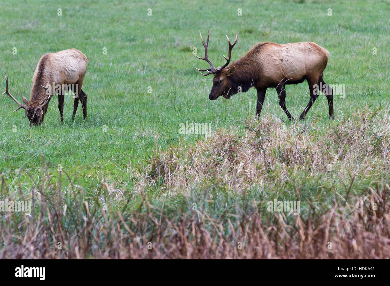 Roosevelt elk, washington hi-res stock photography and images - Alamy