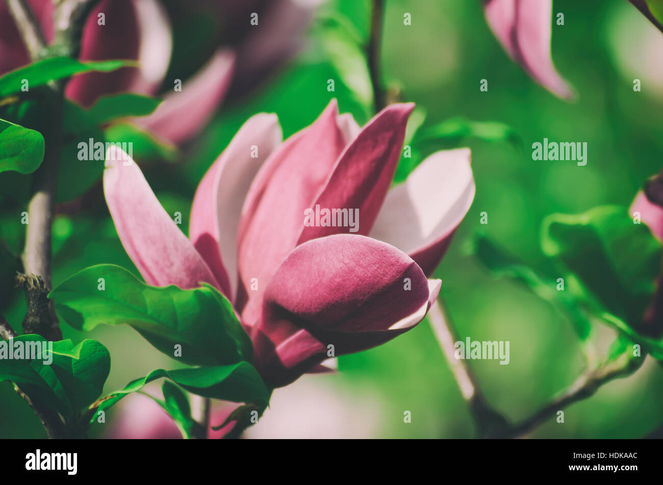 Magnolia spring flowers Stock Photo Alamy