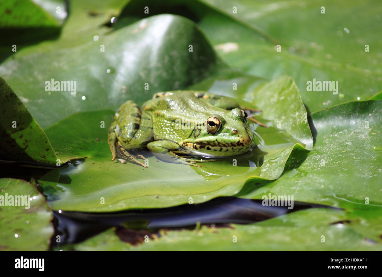 Closeup of a frog on a lily pond Stock Photo