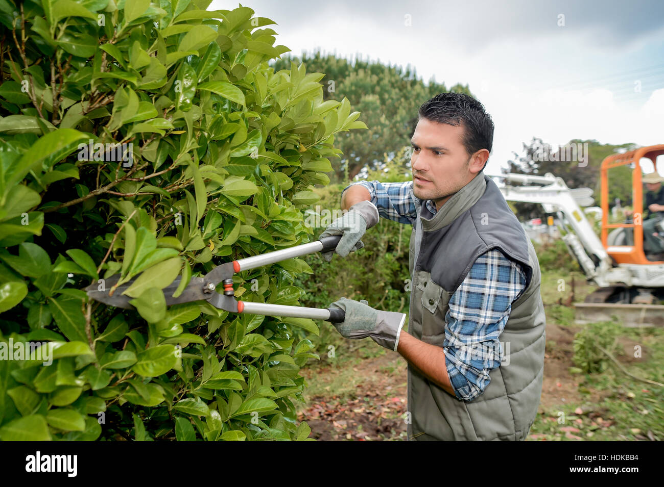 Gardener pruning hedge with shears Stock Photo Alamy