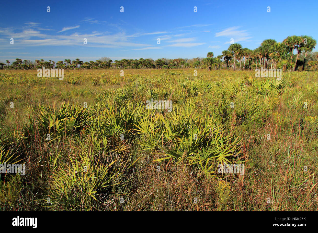 Kissimmee prairie preserve state park hires stock photography and